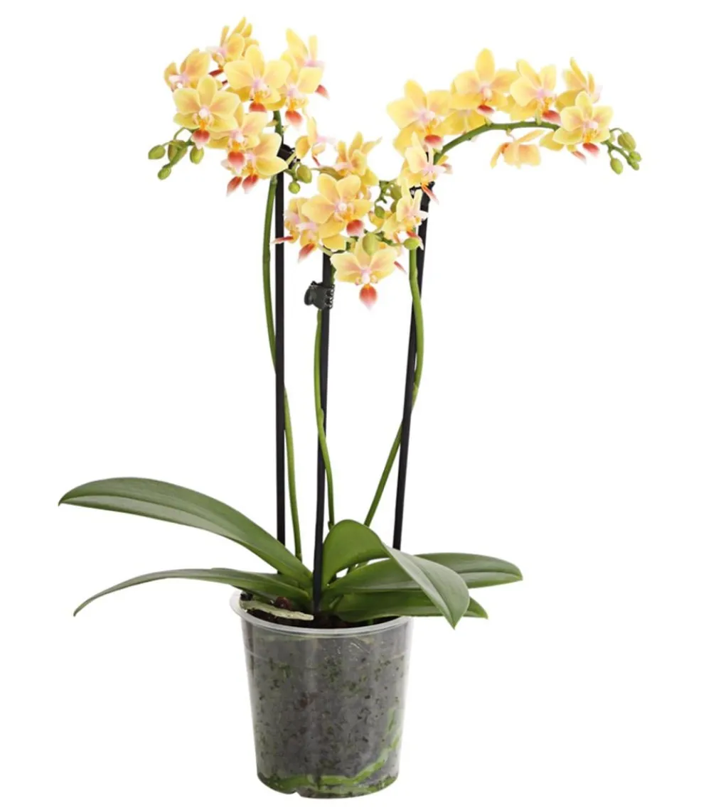 Dehner Orchideen > Duft-Orchidee - Phalaenopsis-Hybride 'Flacon Solaire'