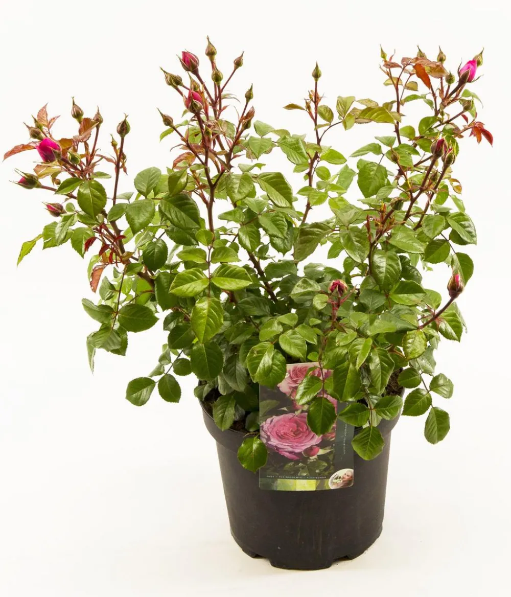 Dehner Winterharte Kübelpflanzen|Rosen - Duftrosen, verschiedene Sorten