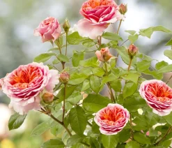 Dehner Winterharte Kübelpflanzen|Rosen - Duftrosen, verschiedene Sorten