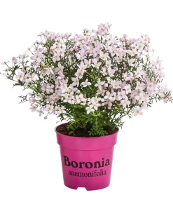 Dehner Terrassenpflanzen > Duftsternchen - Boronia anemonifolia