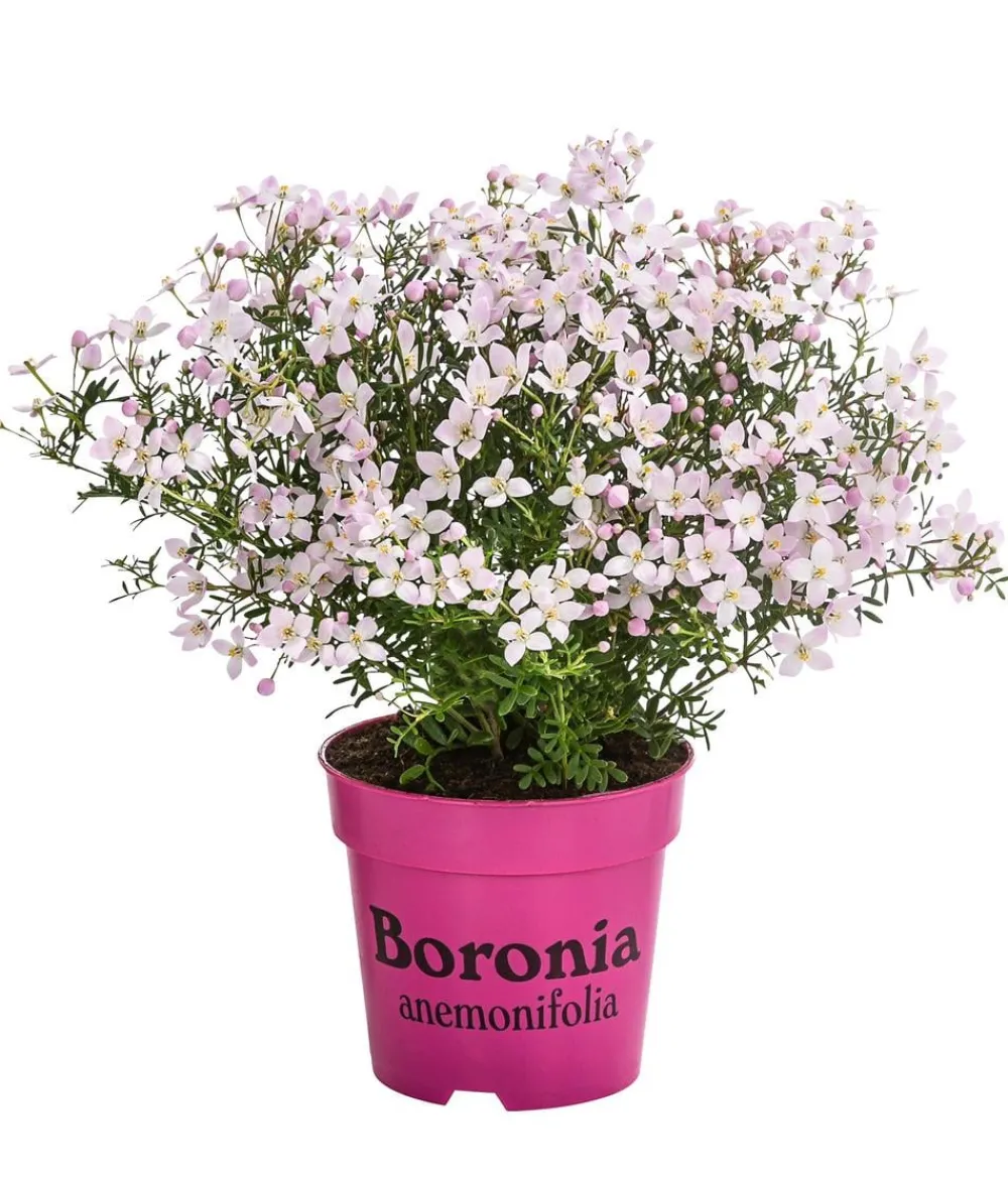 Dehner Terrassenpflanzen > Duftsternchen - Boronia anemonifolia