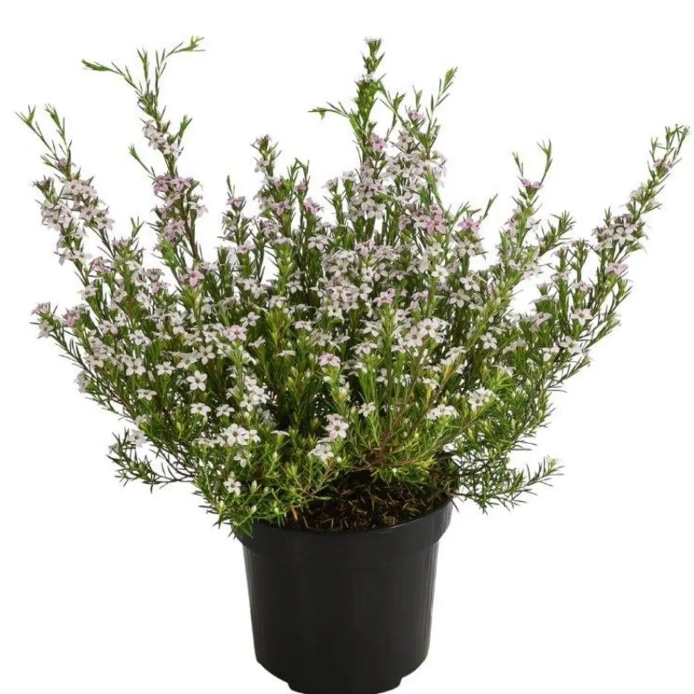 Dehner Duftsternchen - Boronia anemonifolia Rosa Sale