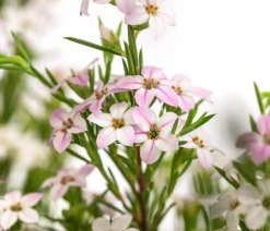 Dehner Duftsternchen - Boronia anemonifolia Rosa Sale