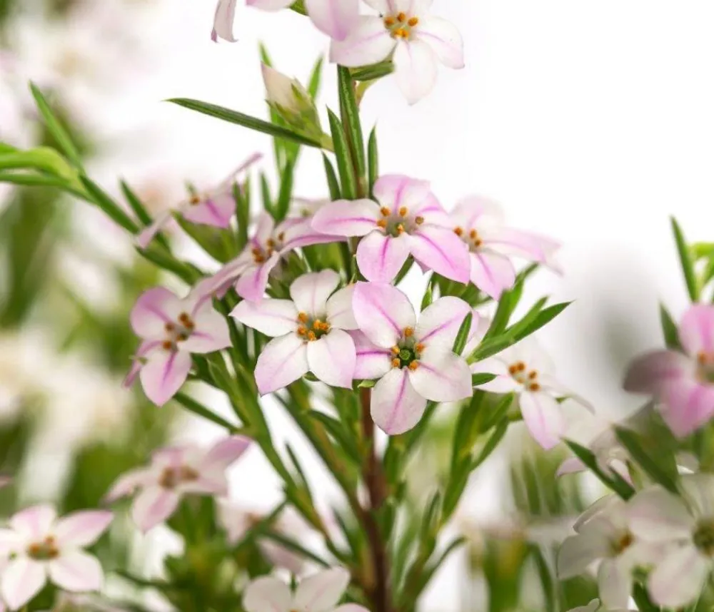 Dehner Duftsternchen - Boronia anemonifolia Rosa Sale