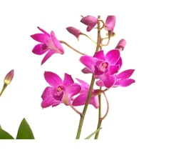 Dehner Orchideen > Duft-Traubenorchidee - Dendrobium kingianum 'Berry'