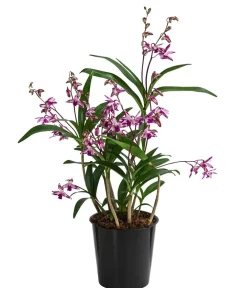 Dehner Orchideen - Duft-Traubenorchidee - Dendrobium kingianum 'Splash' Pink