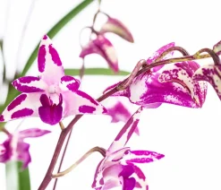 Dehner Orchideen - Duft-Traubenorchidee - Dendrobium kingianum 'Splash' Pink