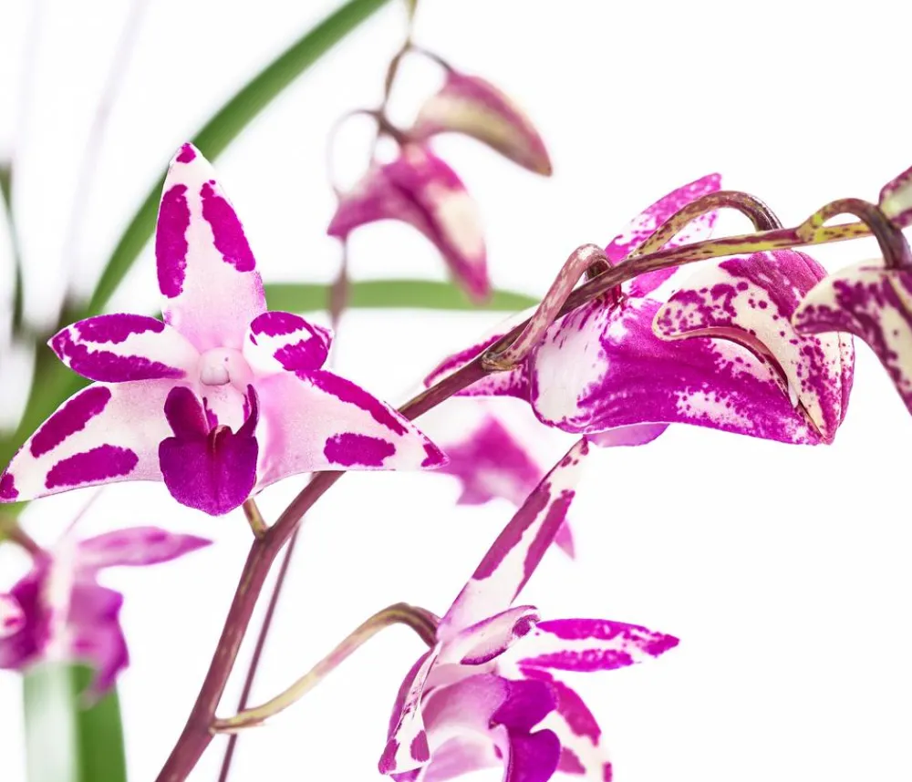Dehner Orchideen - Duft-Traubenorchidee - Dendrobium kingianum 'Splash' Pink
