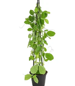 Dehner Duftwicke Sale