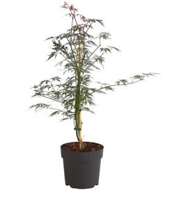 Dehner Laubgehölze > er Schlitz-Ahorn 'Dissectum Garnet'