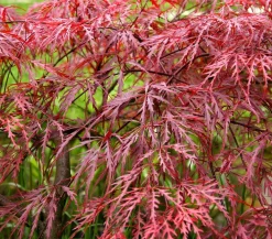 Dehner Laubgehölze > er Schlitz-Ahorn 'Dissectum Garnet'