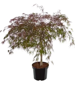 Dehner er Schlitz-Ahorn 'Dissectum Garnet' Dunkelrot Sale