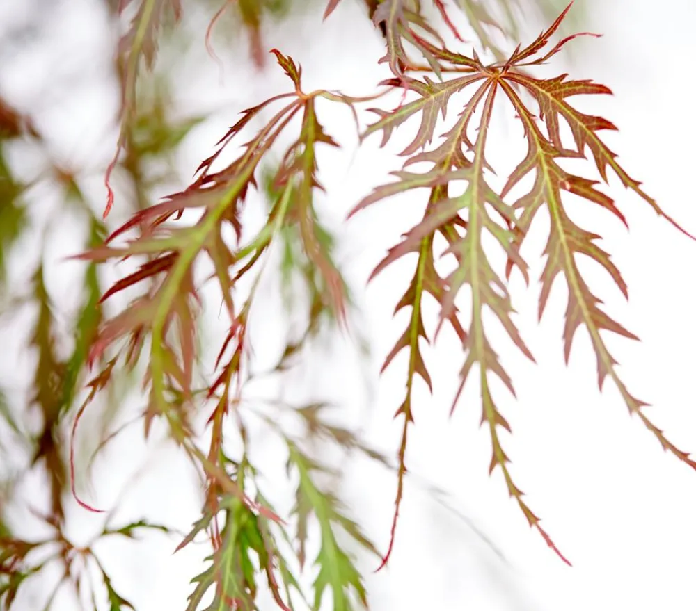 Dehner er Schlitz-Ahorn 'Dissectum Garnet' Dunkelrot Sale