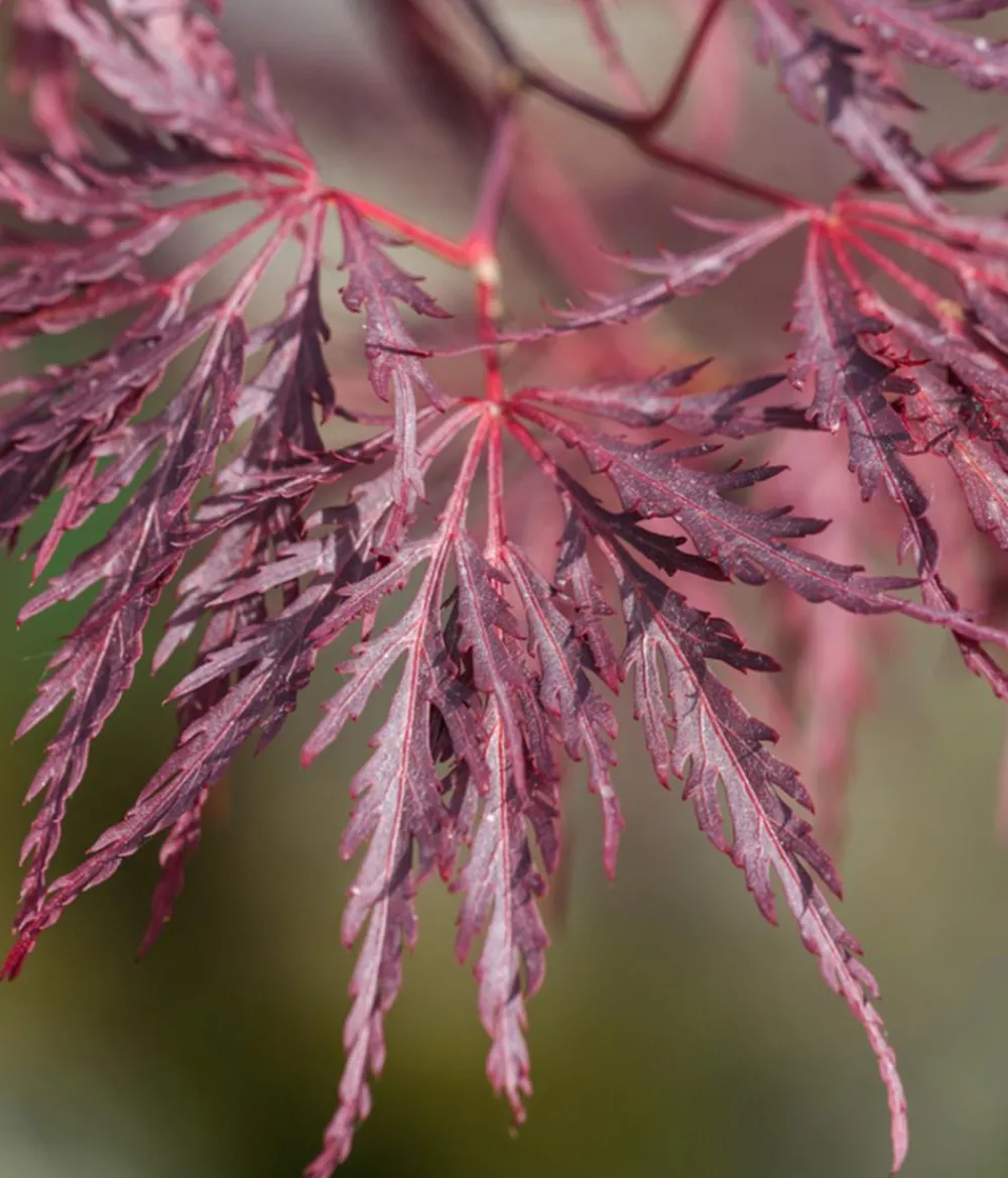 Dehner er Schlitz-Ahorn 'Dissectum Garnet' Dunkelrot Sale