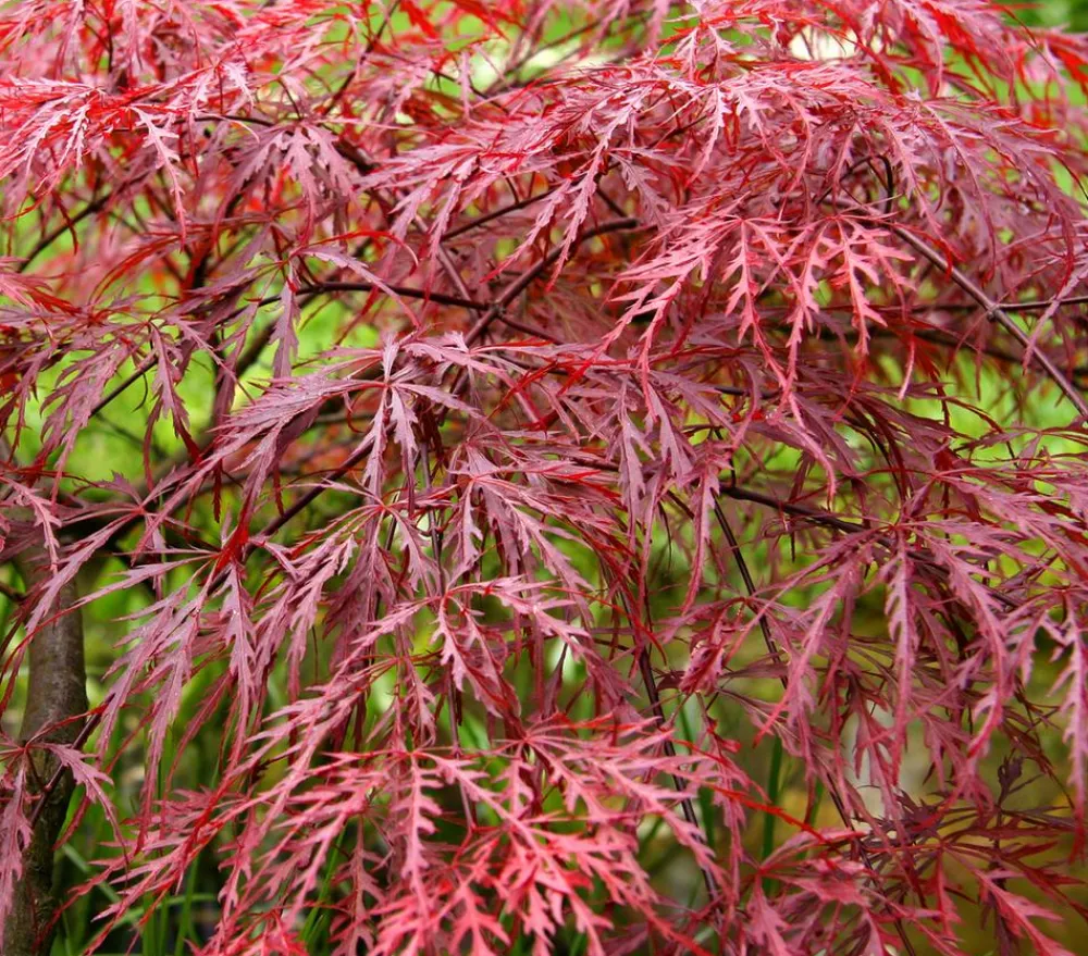 Dehner Laubgehölze - er Schlitz-Ahorn 'Dissectum Garnet' Dunkelrot