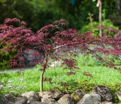 Dehner Laubgehölze - er Schlitz-Ahorn 'Dissectum Garnet', ca. 30-40 cm Dunkelrot