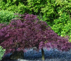Dehner Laubgehölze - er Schlitz-Ahorn 'Dissectum Garnet', ca. 30-40 cm Dunkelrot
