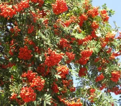 Dehner Eberesche 'Edulis' Orange Best