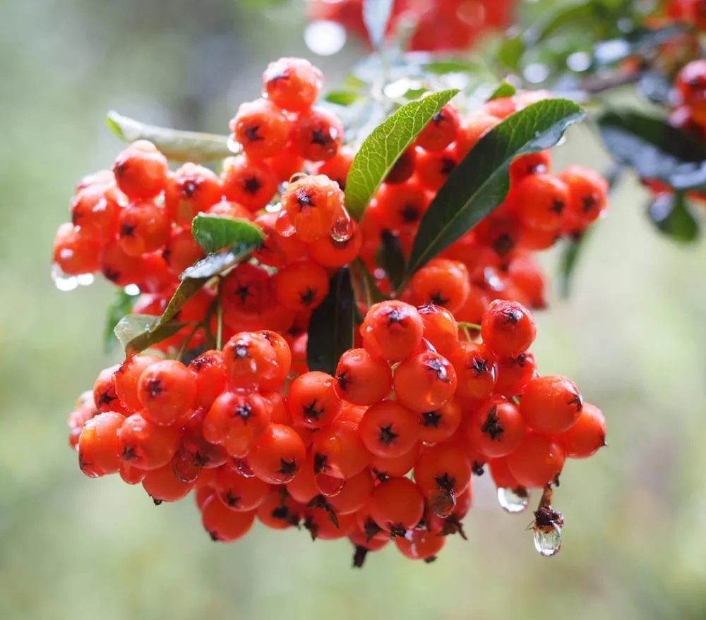 Dehner Eberesche 'Edulis' Orange Best