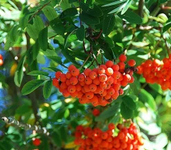 Dehner Eberesche 'Edulis' Orange Best