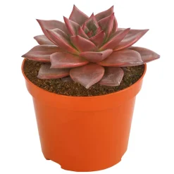 Dehner Sukkulenten > Echeverie - Echeveria agavoides 'Taurus'