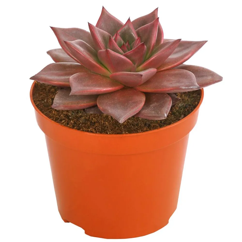 Dehner Sukkulenten > Echeverie - Echeveria agavoides 'Taurus'