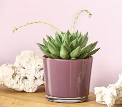 Dehner Echeverie - Echeveria agavoides Hellgrün Discount