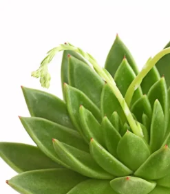 Dehner Echeverie - Echeveria agavoides Hellgrün Discount