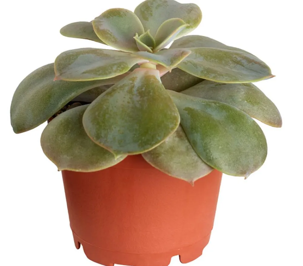 Dehner Echeverie - Echeveria Hybride, verschiedene Sorten