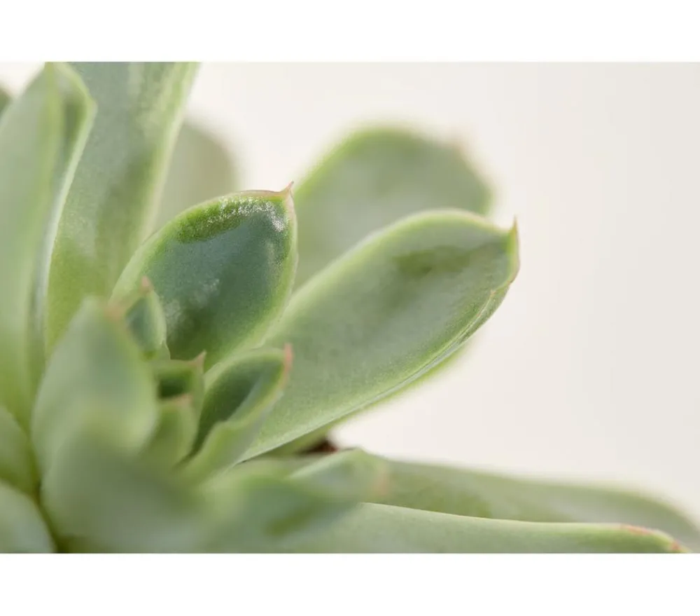 Dehner Echeverie - Echeveria Hybride, verschiedene Sorten