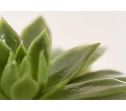 Dehner Echeverie - Echeveria Hybride, verschiedene Sorten