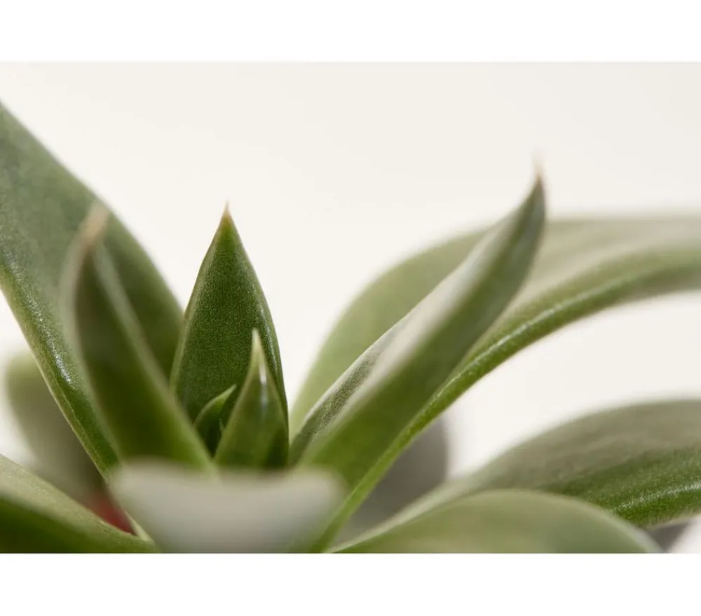 Dehner Echeverie - Echeveria Hybride, verschiedene Sorten