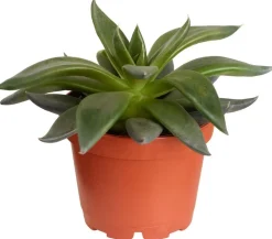 Dehner Echeverie - Echeveria Hybride, verschiedene Sorten