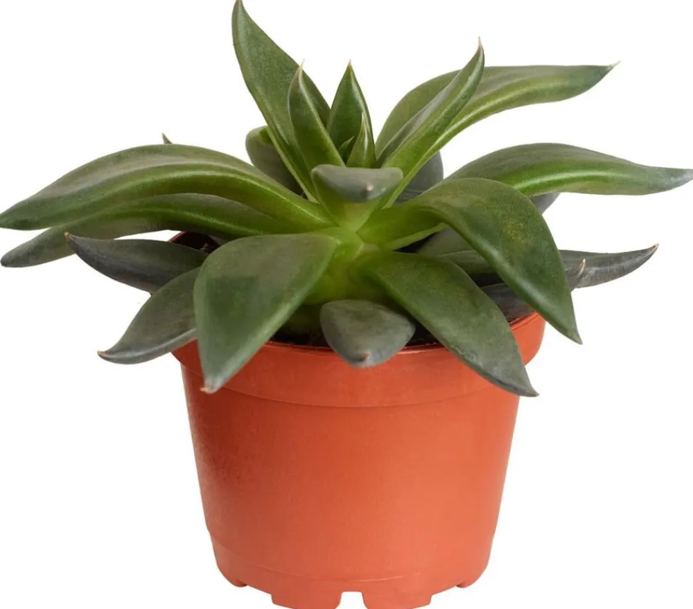Dehner Echeverie - Echeveria Hybride, verschiedene Sorten