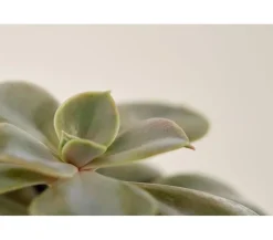 Dehner Echeverie - Echeveria Hybride, verschiedene Sorten