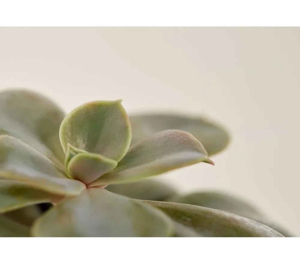 Dehner Echeverie - Echeveria Hybride, verschiedene Sorten