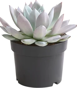 Dehner Sukkulenten > Echeverie - Echeveria-Hybride 'Mexican Giant'