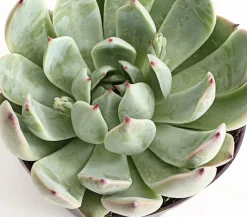 Dehner Sukkulenten > Echeverie - Echeveria Hybride, verschiedene Sorten