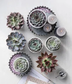 Dehner Sukkulenten > Echeverie - Echeveria Hybride, verschiedene Sorten