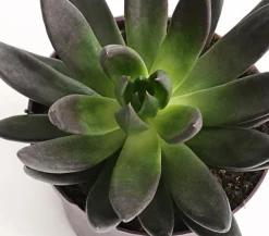 Dehner Sukkulenten > Echeverie - Echeveria Hybride, verschiedene Sorten