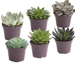 Dehner Sukkulenten > Echeverie - Echeveria Hybride, verschiedene Sorten