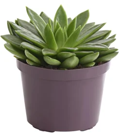 Dehner Sukkulenten > Echeverie - Echeveria Hybride, verschiedene Sorten