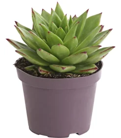 Dehner Sukkulenten > Echeverie - Echeveria Hybride, verschiedene Sorten