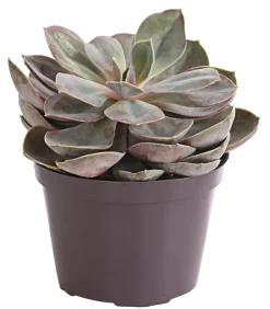 Dehner Sukkulenten > Echeverie - Echeveria Hybride, verschiedene Sorten