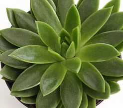 Dehner Sukkulenten > Echeverie - Echeveria Hybride, verschiedene Sorten