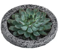 Dehner Sukkulenten|Zimmerpflanzen-Sets > Echeverie - Echeveria in Beton-Schale, ca. Ø20/H8 cm