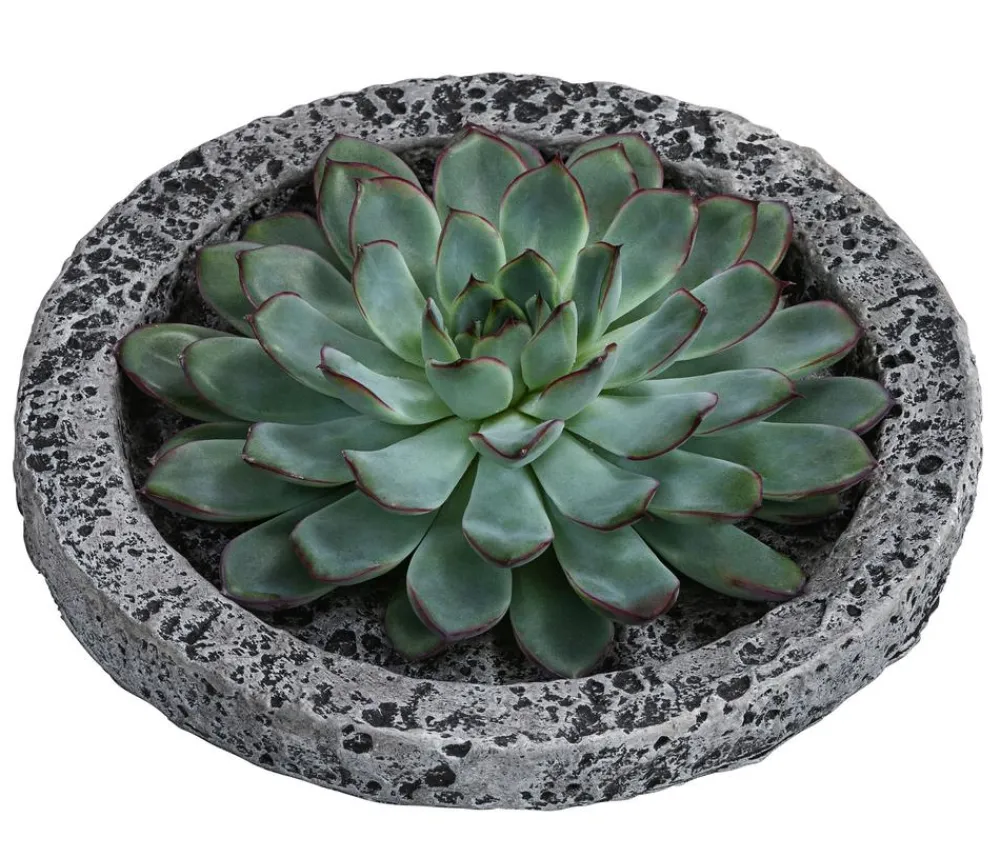 Dehner Sukkulenten|Zimmerpflanzen-Sets > Echeverie - Echeveria in Beton-Schale, ca. Ø20/H8 cm