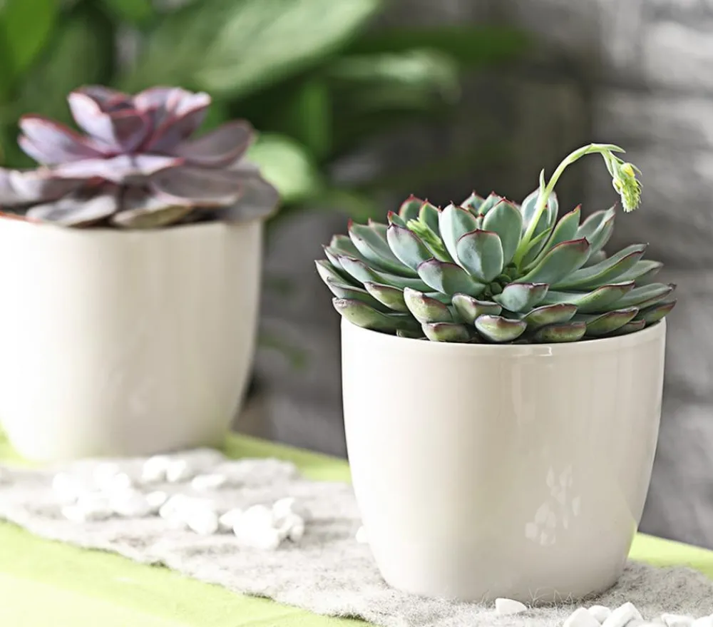 Sukkulenten > Echeverie - Echeveria pulidonis