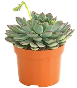 Sukkulenten > Echeverie - Echeveria pulidonis