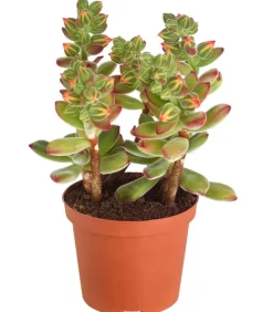 Dehner Sukkulenten - Echeverie - Echeveria pulvinata 'Pulvinata'
